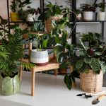 Plantes d'intérieur : guide complet pour inviter la nature chez soi