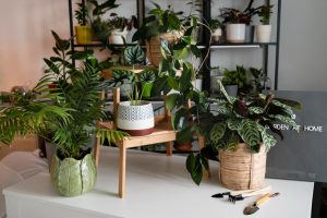 Plantes d'intérieur : guide complet pour inviter la nature chez soi