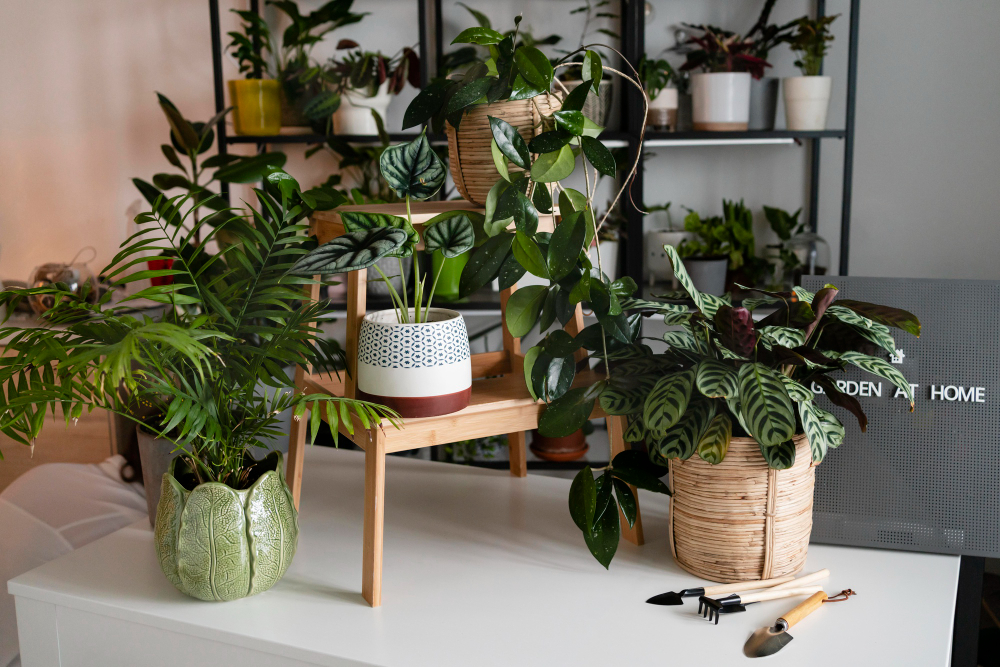 Plantes d'intérieur : guide complet pour inviter la nature chez soi